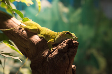 A green lizard is lying on a branch in a terrarium.