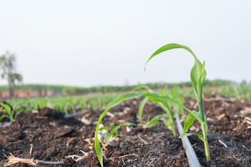 Young green corn growing on the farm. Drip irrigation system for corn  in Thailand