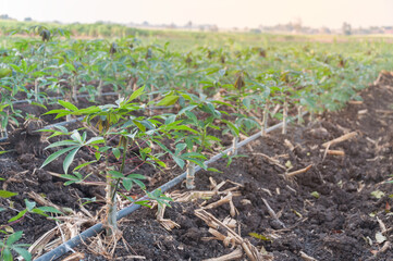 Cassava plants growing in farm using a drip irrigation system