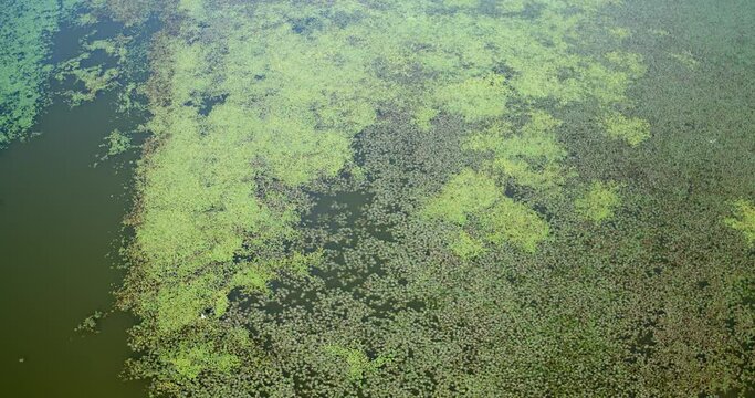 Aerial view of overgrown fishponds with water chestnut, Crna Mlaka