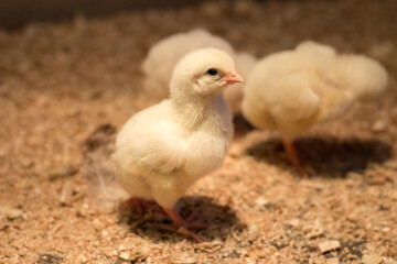 chicken in the farm