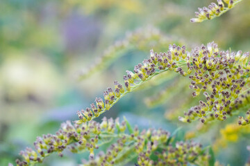 flowers in the garden