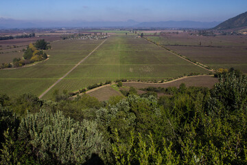 Fototapeta na wymiar view of vineyard