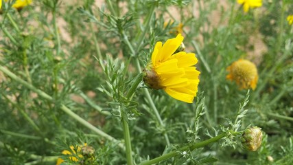 Chrysanthemum coronarium yellow flower looking on the side. Crown daisy