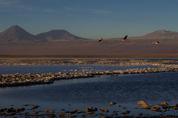 Flamingos flying at the salar