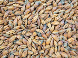 Full frame of barley grain brown malt ingredient in cooking and beverage production. Process of making craft beer from malt. Concept of alcoholic beverage homemade
