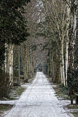 Snow falling on a path through the forest