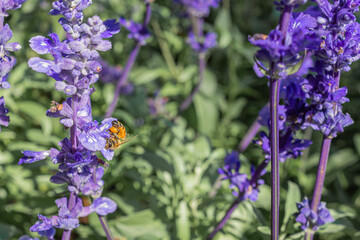 Fototapeta premium Close-up of a bee on purple lavender flowers in the field. Nature beautiful background