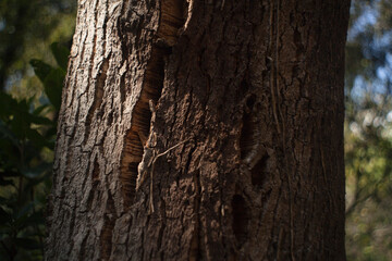 textura de corteza de árbol de corcho 