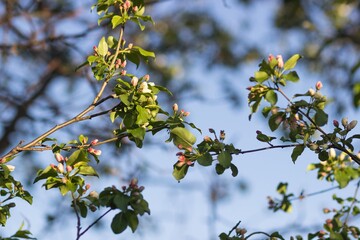 Apple tree branch with flowers.