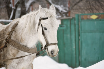 White harness horse in village,winter photo