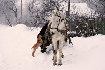 White harness horse in village,winter photo