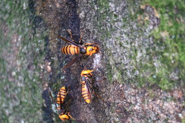 樹液を吸うスズメバチの群れ