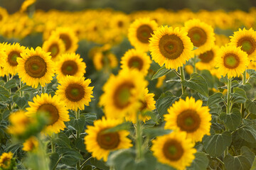 Obraz premium field of sunflowers