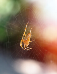 spider-cross on a web in the light of the sun