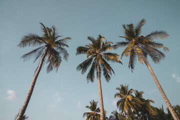 Fototapeta premium Tropical palm tree with blue sky and cloud abstract background. Summer vacation and nature travel adventure concept.