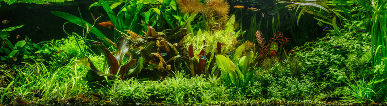 A green beautiful planted tropical freshwater aquarium with fishes,zebra angelfish pterophyllum scalare aquarium
