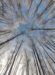 Silhouettes of trees against the blue sky. Tree branches covered with frost..