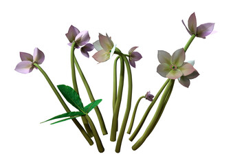 Fototapeta na wymiar 3D Rendering Helleborus Orientalis Flowers on White