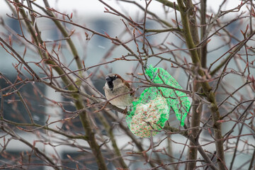 A house sparrow that tries to get food from the bird's fat ball in a snowstorm