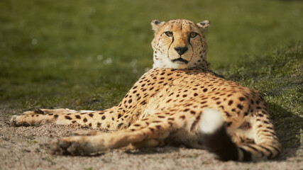 Naklejka na ściany i meble Cheetah Acinonyx Jubatus laying down in the zoo