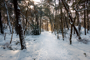 Winter scene in the woods near the village of Oud avereest, the trees and soil covered with a thick layer of snow, the Netherlands