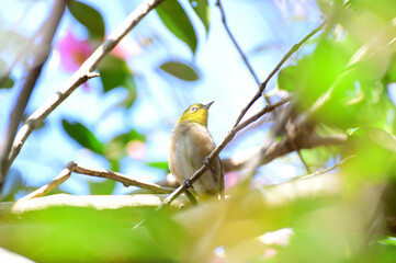椿の枝にとまるメジロ