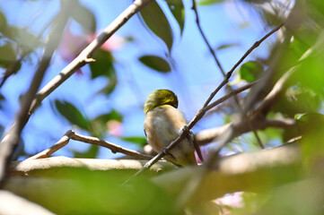 椿の枝にとまるメジロ