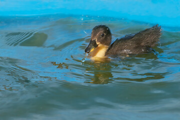 Young duckling mallard swimming in water