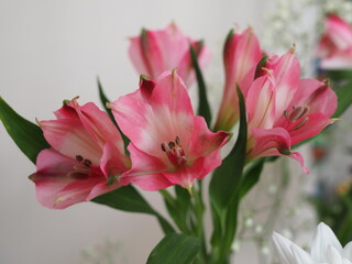 beautiful pink alstroemeria flowers, concept of spring and celebration