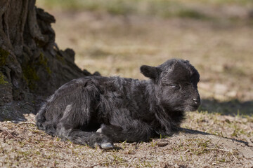 Close up of black ouessant sheep lamb