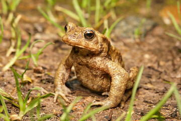 European Common toad frog on the ground
