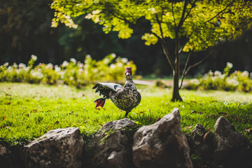 duck raising a leg among the vegetation