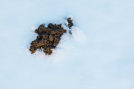 Maulwurfshaufen schaut aus dem Schnee im Garten