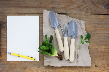 Gardening tools on wooden background, flat lay, copy space text, top view. Plant care utensils....