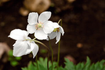 Obraz na płótnie Canvas white anemone flowers in selective focus on a brown background