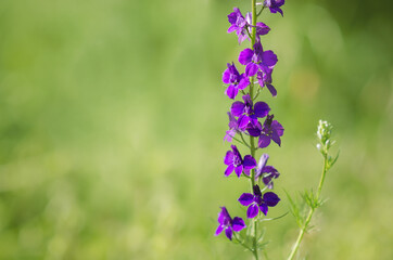 wild purple flowers in spring