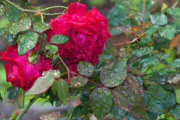 rose with raindrops