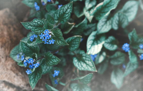 green grass with blue flowers in the garden. brunner