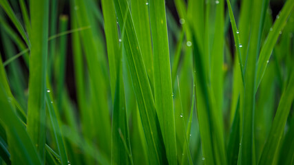 Fototapeta na wymiar Green grass with dew drop in the morning
