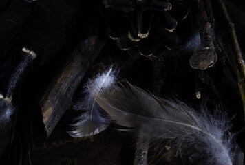 Close-up of feathers on a dark background. mystical composition for ritual