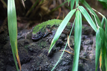 Reptilien