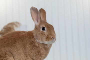 Rufus Rabbit poses on white plush blanket with white wainscot background.  Natural neutral colors and texture copy space.