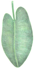 Watercolor Greenery tropical leaf with dark stripes