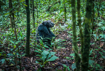 Chimpanzee Sitting on the Ground in the Jungle in Kibale National Park, Uganda, East Africa