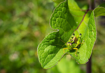 Alpine Miramella Grasshopper on the green leaf. Selective focus