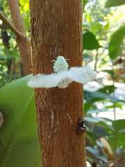 white citrus flatid planthopper found a on tree trunk