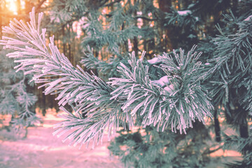 Pine branches covered with rime. Nature winter background. Winter nature. Snowy forest. Christmas background