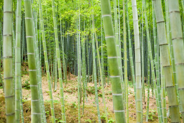 竹林