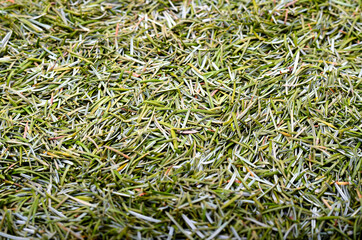 Grüne Nadeln einer Nordmanntanne